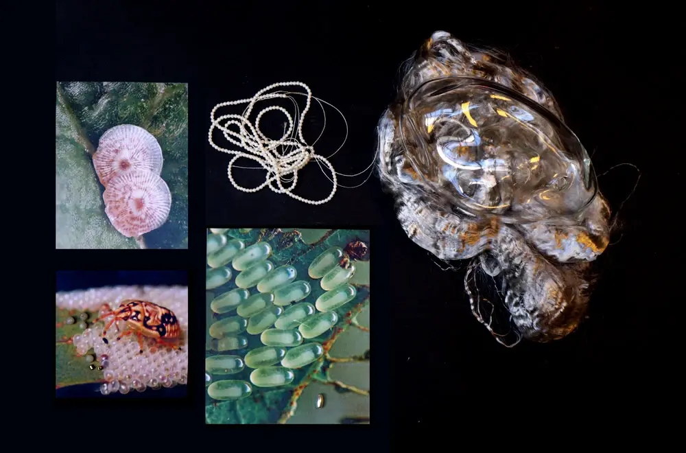 Research materials for insect-inspired waste art residency project
